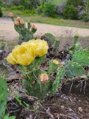 Opuntia macrorhiza