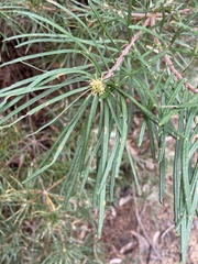 Banksia cunninghamii