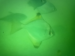 Monodactylus argenteus
