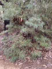 Banksia cunninghamii