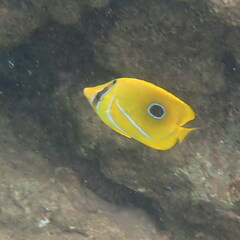 Chaetodon bennetti