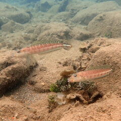 Parapercis xanthozona