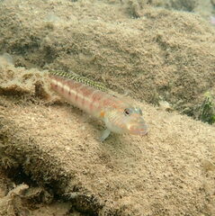 Parapercis xanthozona