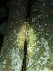 Cyrtodactylus consobrinus