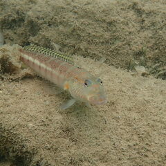 Parapercis xanthozona