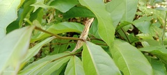 Anolis auratus