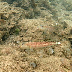 Parapercis xanthozona