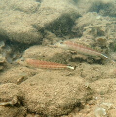 Parapercis xanthozona