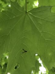 Toxonevra superba