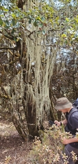 Usnea longissima