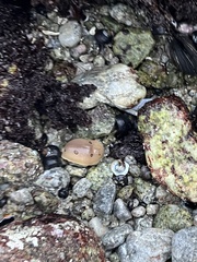 Diaulula sandiegensis