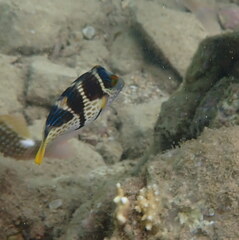 Canthigaster valentini