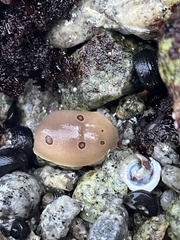 Diaulula sandiegensis