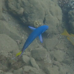 Thalassoma lunare