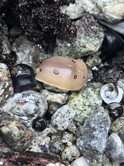 Diaulula sandiegensis