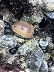 Diaulula sandiegensis