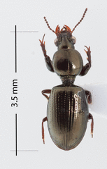 Dyschirius aeneolus