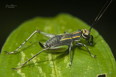 Phylloscyrtus