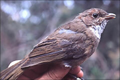 Pachycephala olivacea