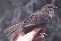 Pachycephala olivacea