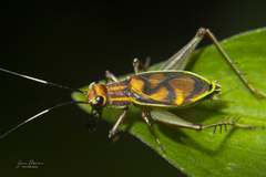 Phylloscyrtus