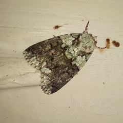 Blenina squamifera