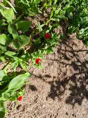 Mesembryanthemum cordifolium