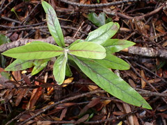 Corokia buddleioides