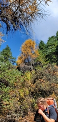 Larix potaninii himalaica