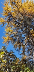 Larix potaninii himalaica