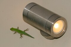 Phelsuma sundbergi longinsulae