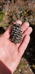 Larix potaninii himalaica