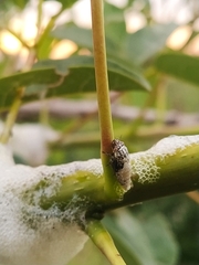 Cephisus siccifolius