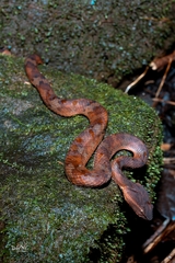 Craspedocephalus puniceus