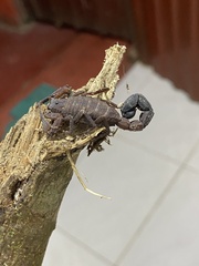 Tityus pachyurus