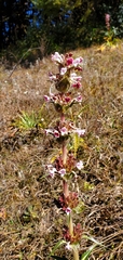 Morina longifolia