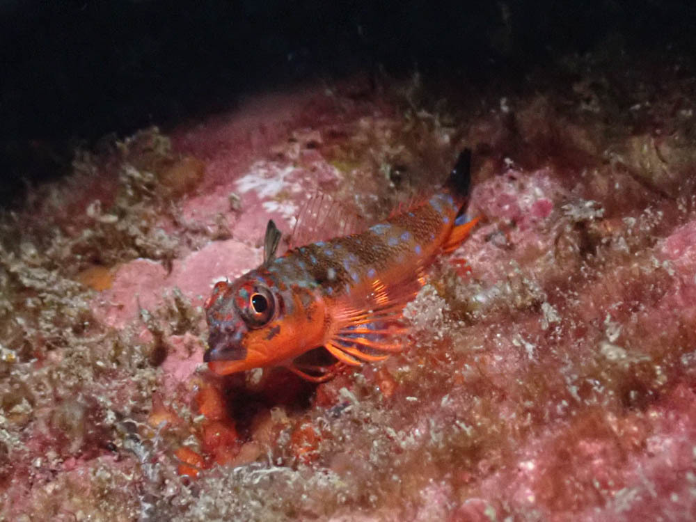 Carmine Triplefin