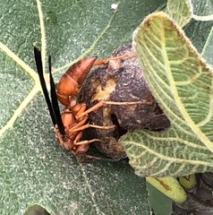 Fuscopolistes