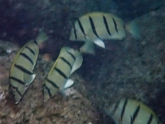 Acanthurus triostegus