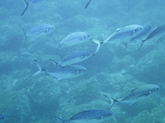 Caranx caballus