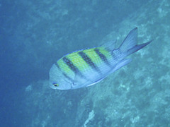 Abudefduf troschelii