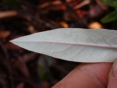 Corokia buddleioides