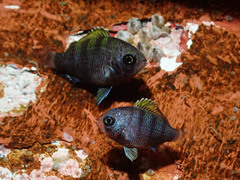 Abudefduf troschelii