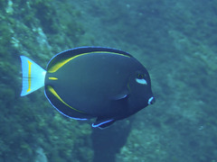 Acanthurus nigricans