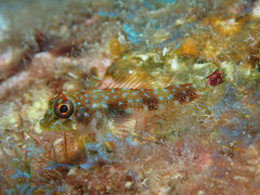 Axoclinus storeyae