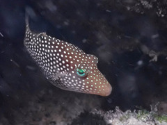 Canthigaster punctatissima