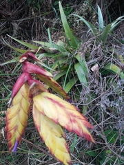 Tillandsia lajensis