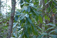 Photinia serratifolia