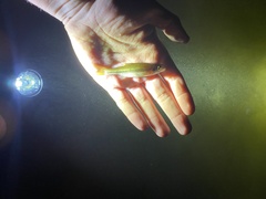 Clinostomus funduloides