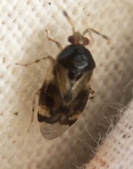 Orthops